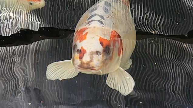 Man's pet fish becomes an internet sensation over human-like face