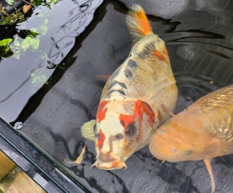 Man's pet fish becomes an internet sensation over human-like face