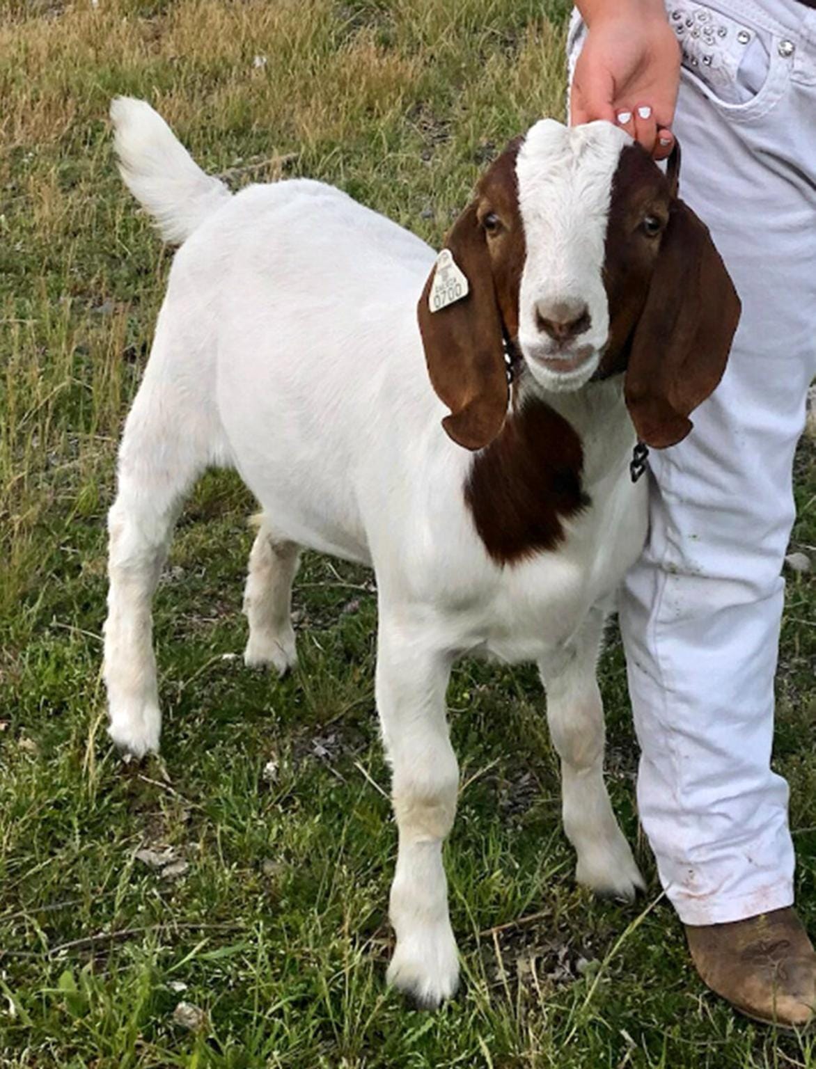 11-Year-Old Girl Wins $300K After Police Seize and Slaughter Her Pet Goat