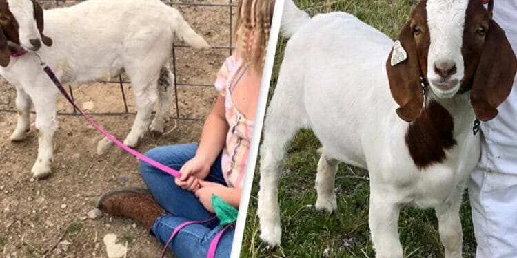 11-Year-Old Girl Wins $300K After Police Seize and Slaughter Her Pet Goat